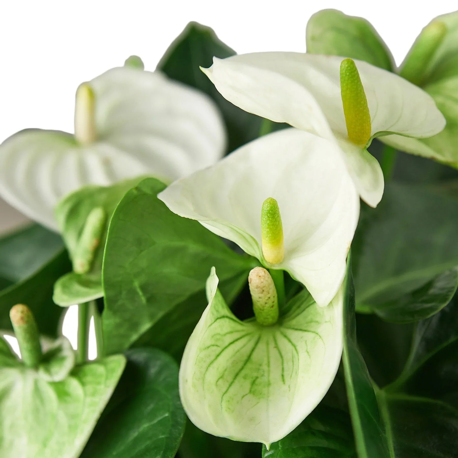 White Anthurium — Flowering Houseplant live plant