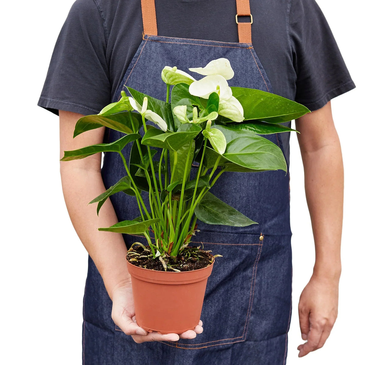 White Anthurium — Flowering Houseplant live plant