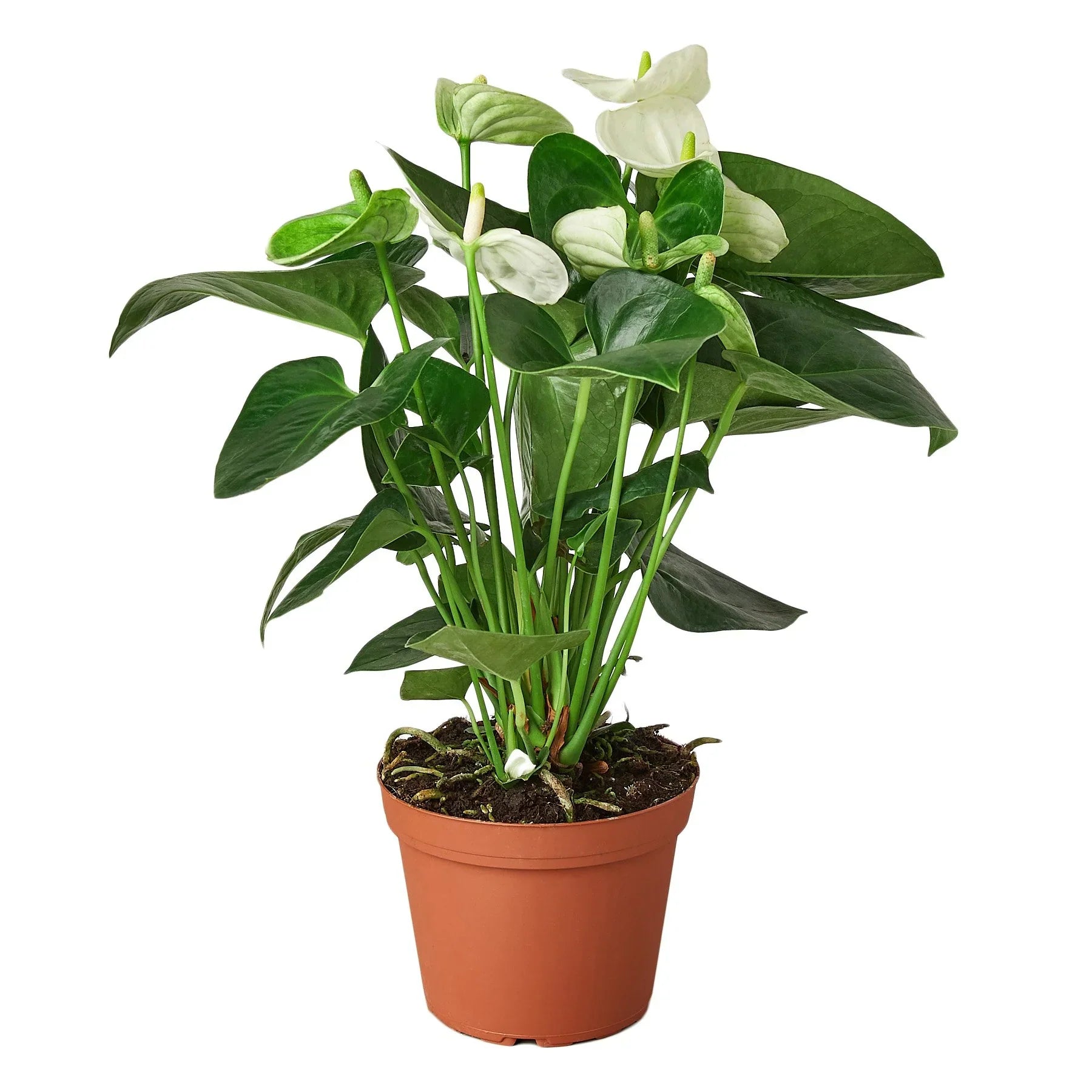 White Anthurium — Flowering Houseplant live plant