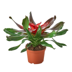 Bromeliad Medusa