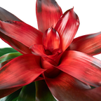 Bromeliad Medusa