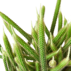 Rat Tail Cactus