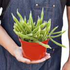 Rat Tail Cactus