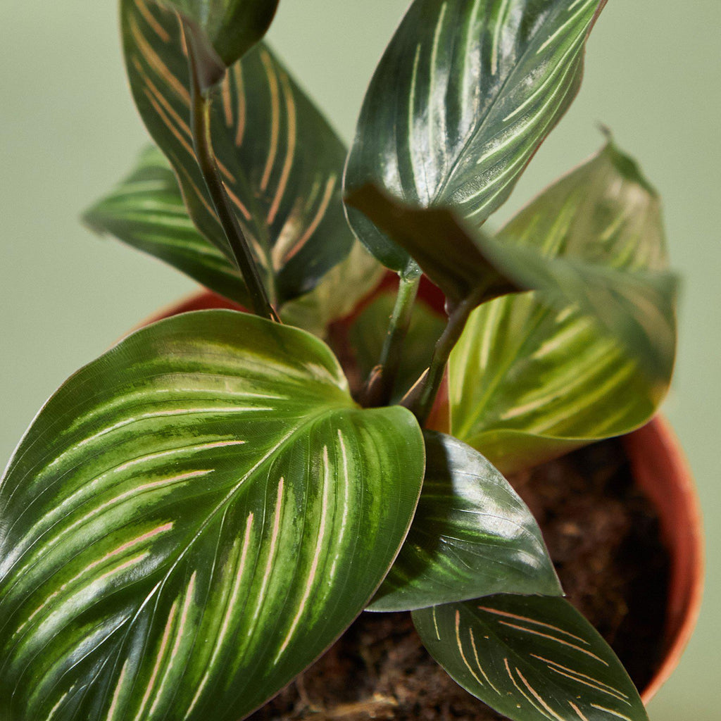 Beauty Star Calathea — Striped Prayer Plant live plant