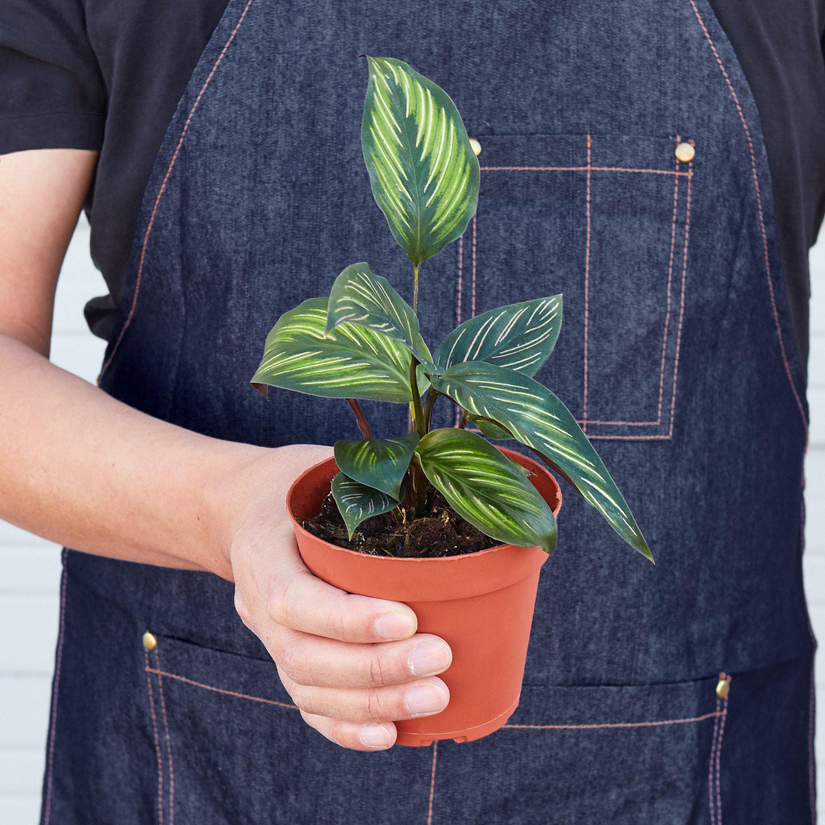 Beauty Star Calathea — Striped Prayer Plant live plant