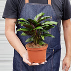 Beauty Star Calathea — Striped Prayer Plant live plant