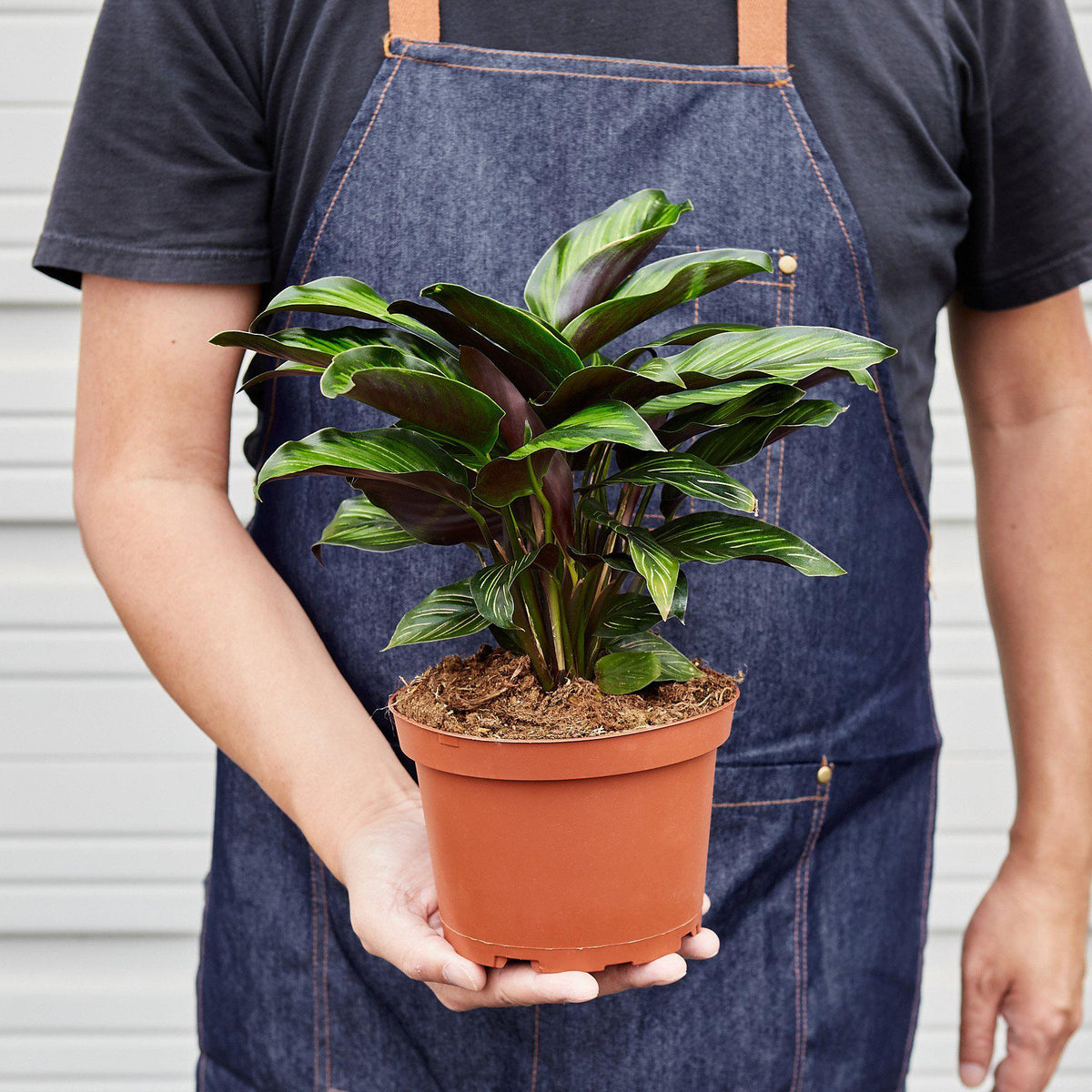 Beauty Star Calathea — Striped Prayer Plant live plant