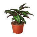 Calathea 'Beauty Star' — 6-Inch Pot