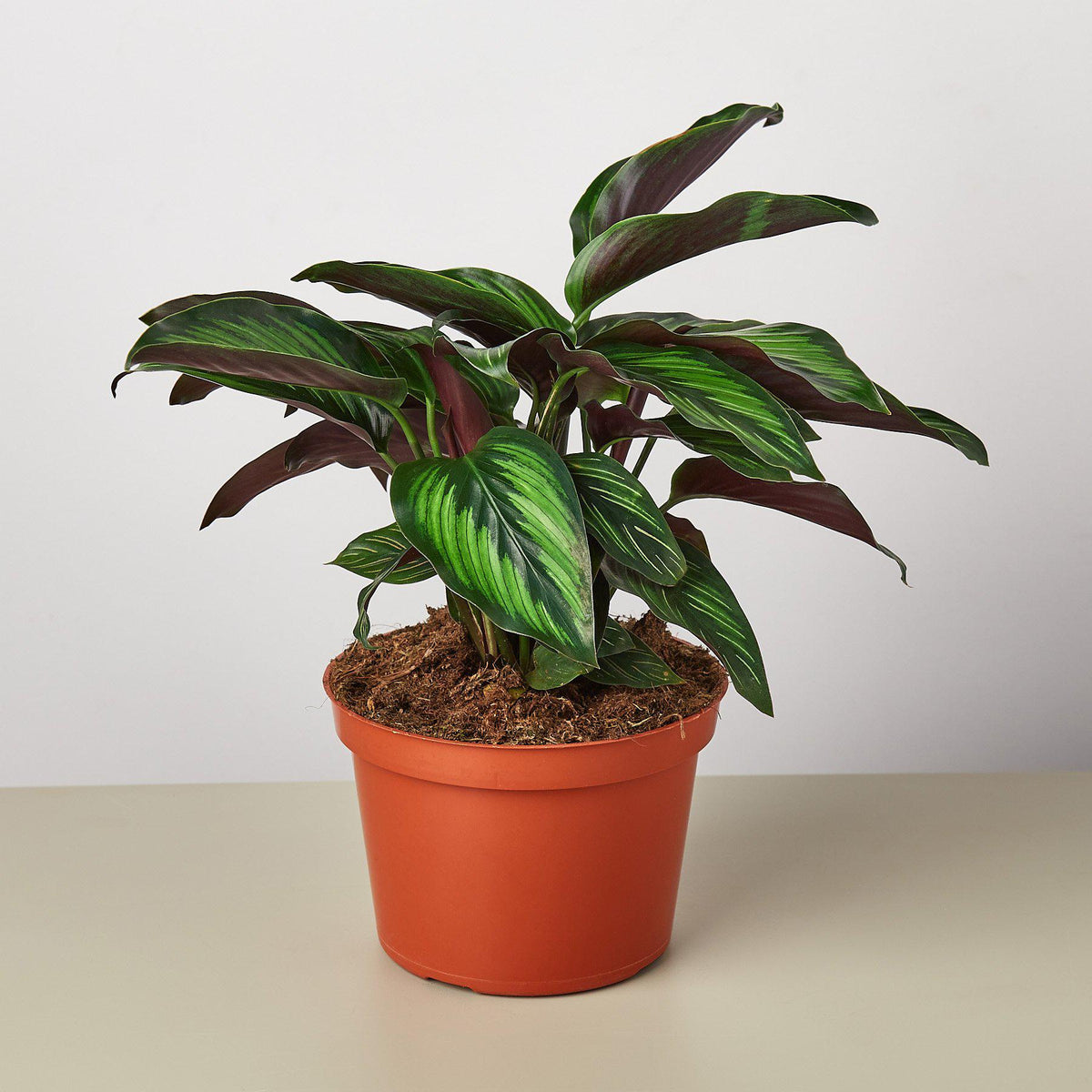 Beauty Star Calathea — Striped Prayer Plant live plant