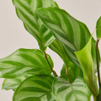 Calathea Concinna 'Freddie'