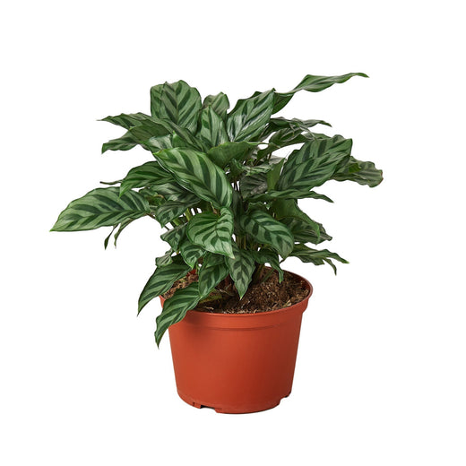 Calathea Concinna 'Freddie' — 6-Inch Pot
