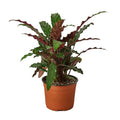 Calathea Rufibarba 'Furry Feather' — 6-Inch Pot