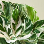 Calathea White Fusion — Variegated Prayer Plant live plant