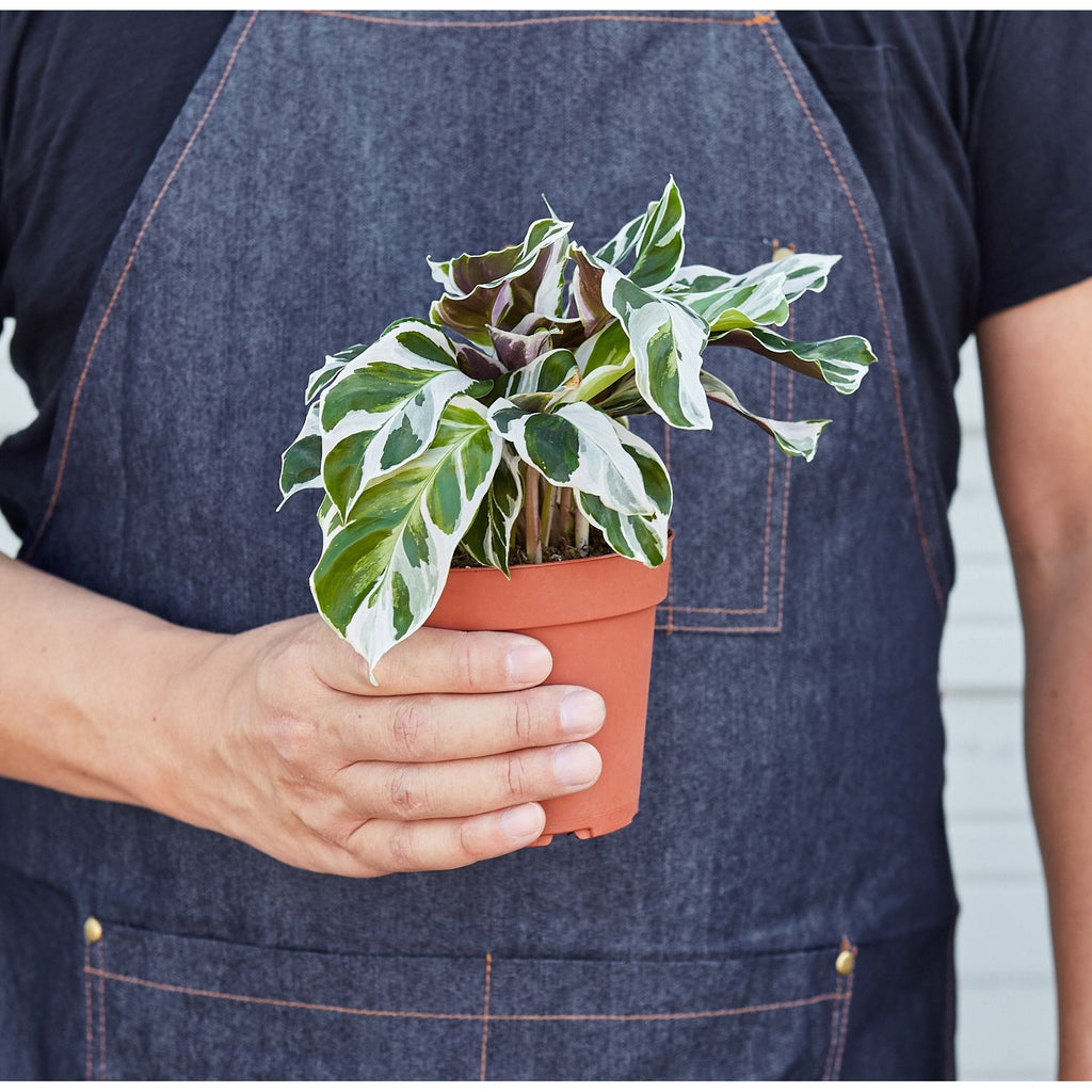 Calathea White Fusion — Variegated Prayer Plant live plant