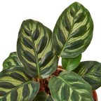 Calathea 'Makoyana'