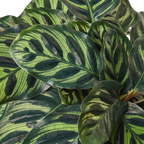 Calathea 'Makoyana'