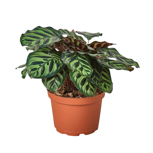 Calathea 'Makoyana'