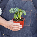 Calathea 'Orbifolia' - 4" Pot