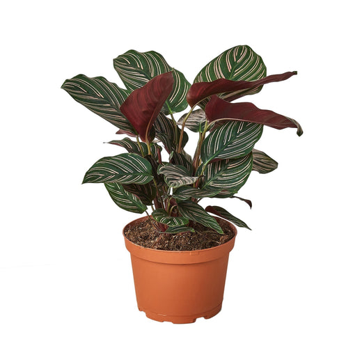 Calathea 'Ornata' — 6-Inch Pot
