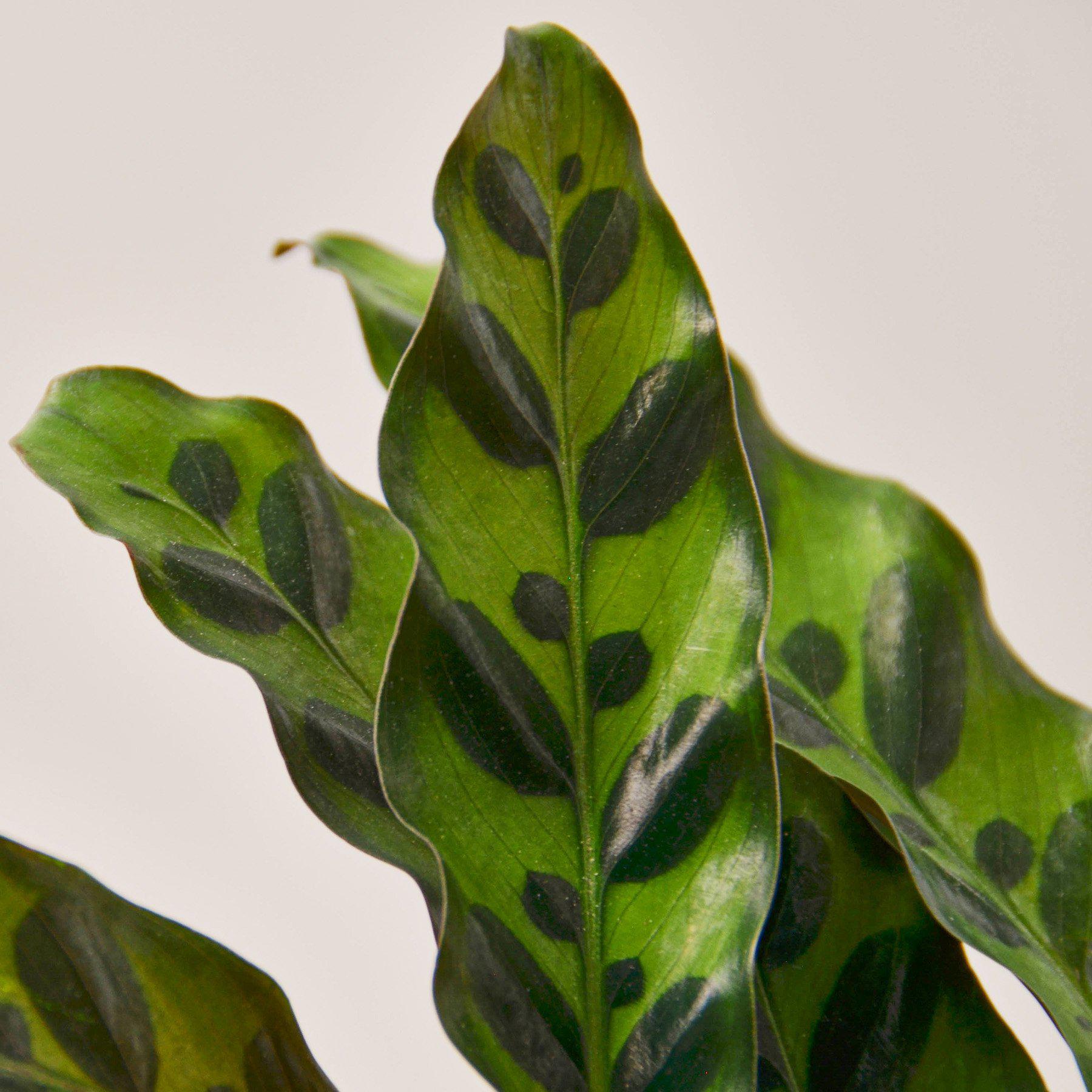 Rattlesnake Calathea — Patterned Prayer Plant live plant
