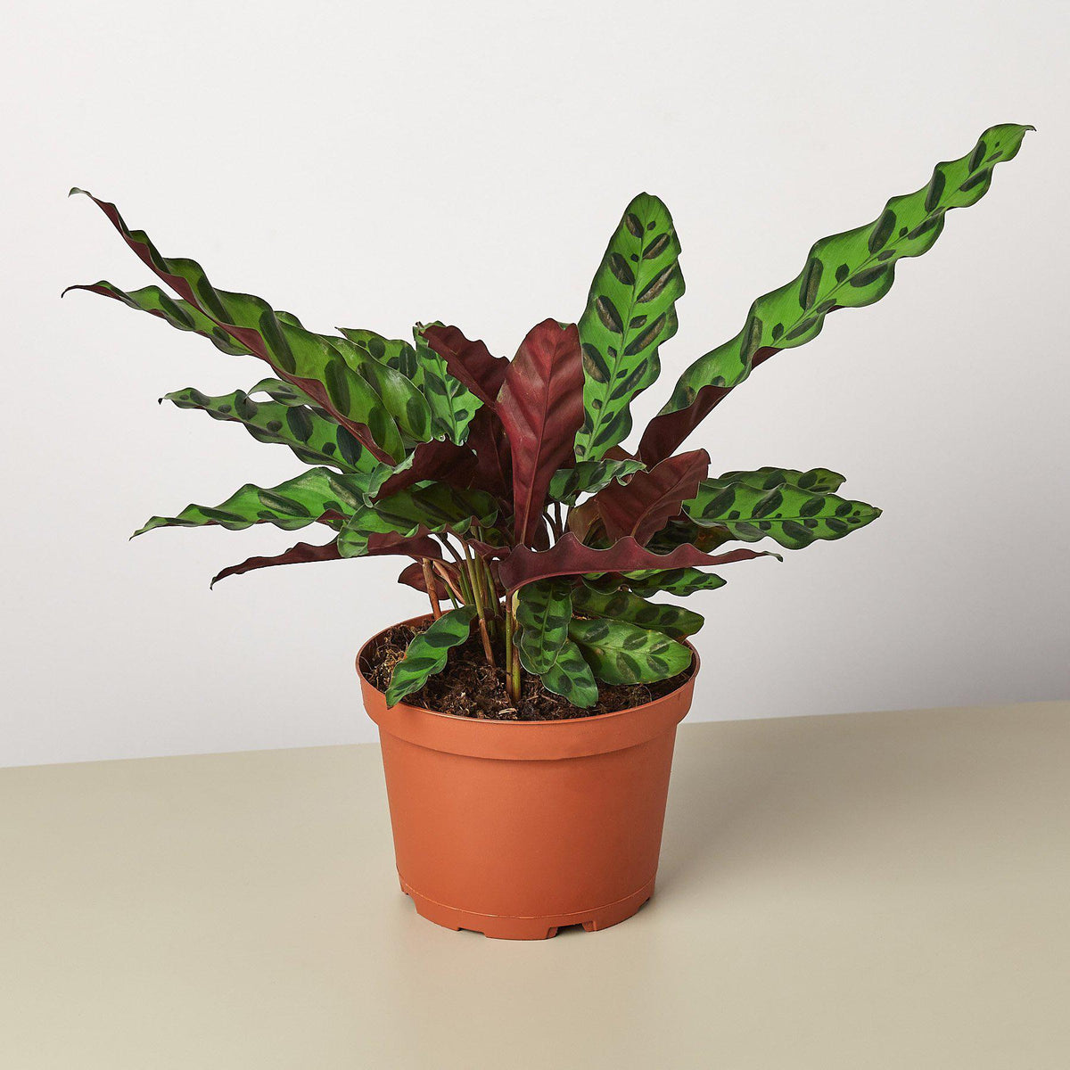 Rattlesnake Calathea — Patterned Prayer Plant live plant