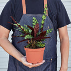 Rattlesnake Calathea — Patterned Prayer Plant live plant