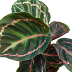 Dottie Calathea — Pink-Ringed Prayer Plant live plant