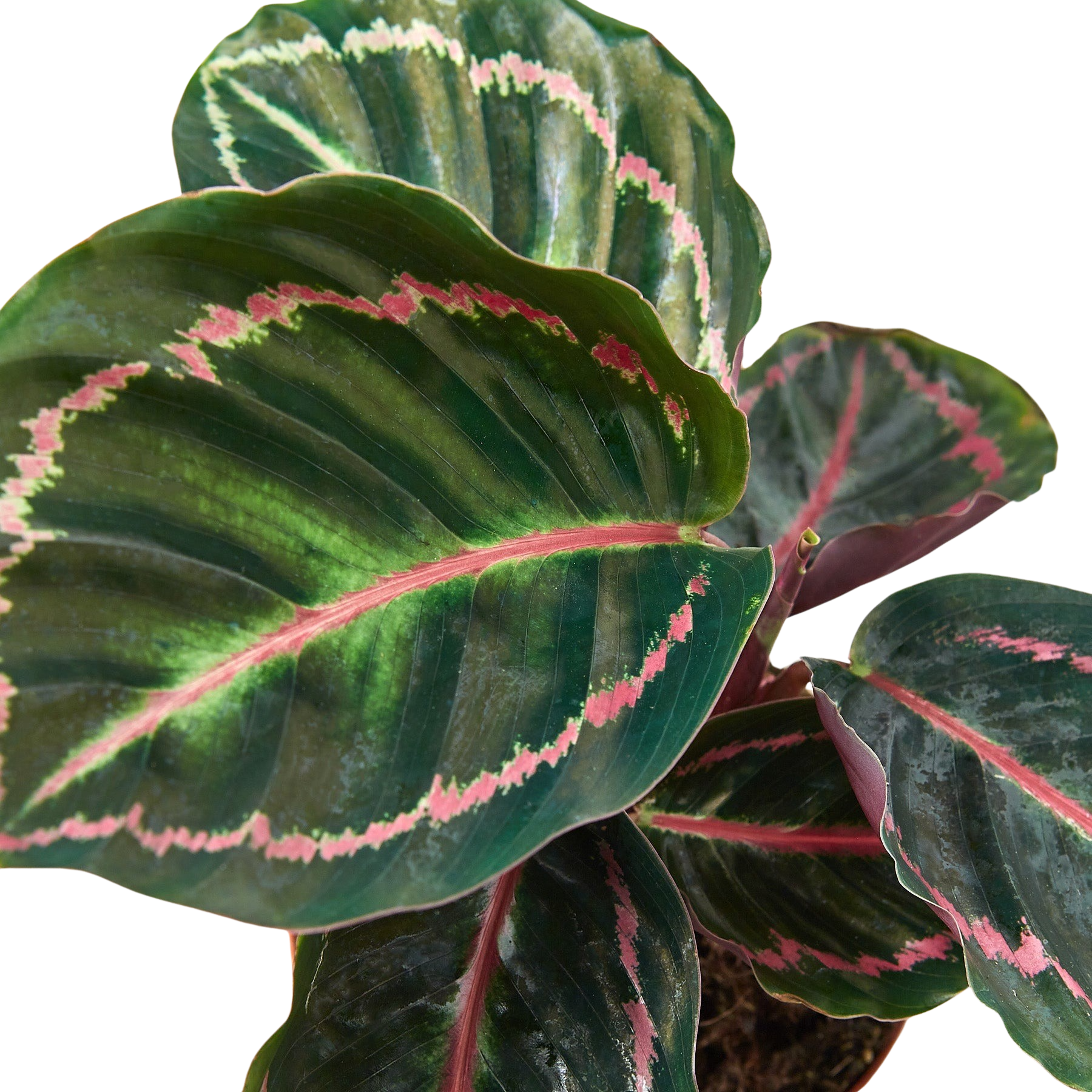 Dottie Calathea — Pink-Ringed Prayer Plant live plant
