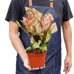 Lady Valentine Chinese Evergreen — Pink Houseplant live plant