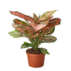 Lady Valentine Chinese Evergreen — Pink Houseplant live plant