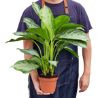 Chinese Evergreen 'Silver Bay'