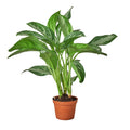 Chinese Evergreen 'Silver Bay' — 6-Inch Pot