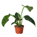 Philodendron 'Congo Green' — 4-Inch Pot