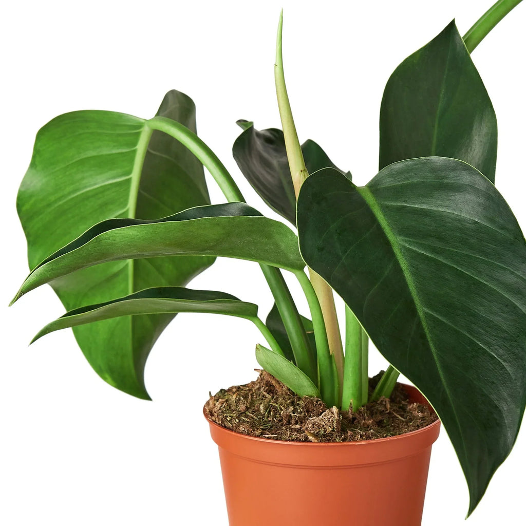 Congo Green Philodendron — Full Upright Plant live plant