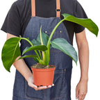 Congo Green Philodendron — Full Upright Plant live plant