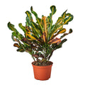 Croton 'Mammy' — 6-Inch Pot