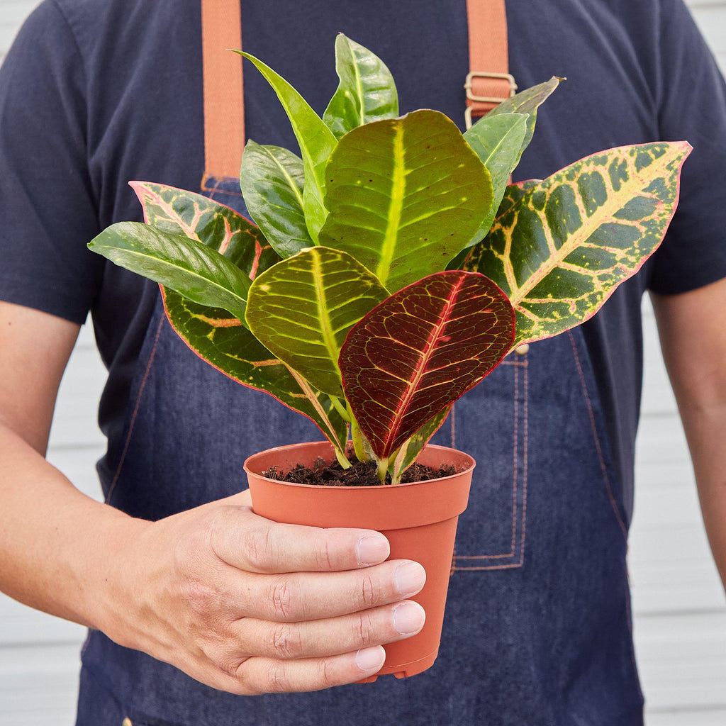 Petra Croton — Colorful Tropical Houseplant live plant