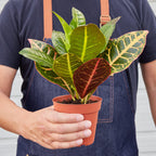 Petra Croton — Colorful Tropical Houseplant live plant