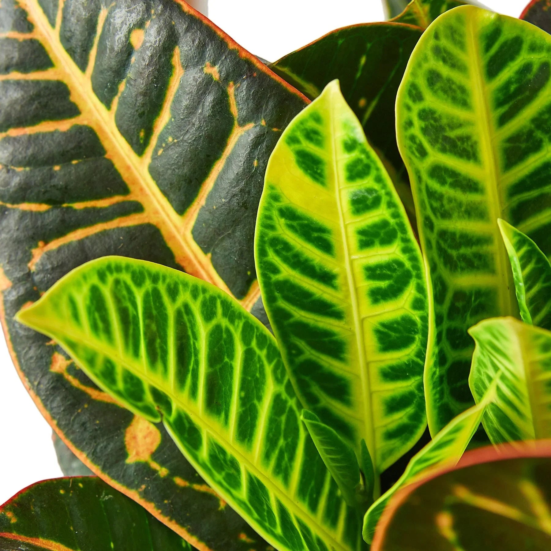 Petra Croton — Colorful Tropical Houseplant live plant