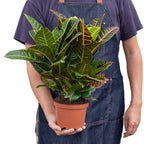 Petra Croton — Colorful Tropical Houseplant live plant
