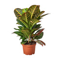 Croton Petra 'Joseph's Coat' — 6-Inch Pot