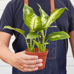 Camille Dieffenbachia — Bright Tropical Foliage live plant