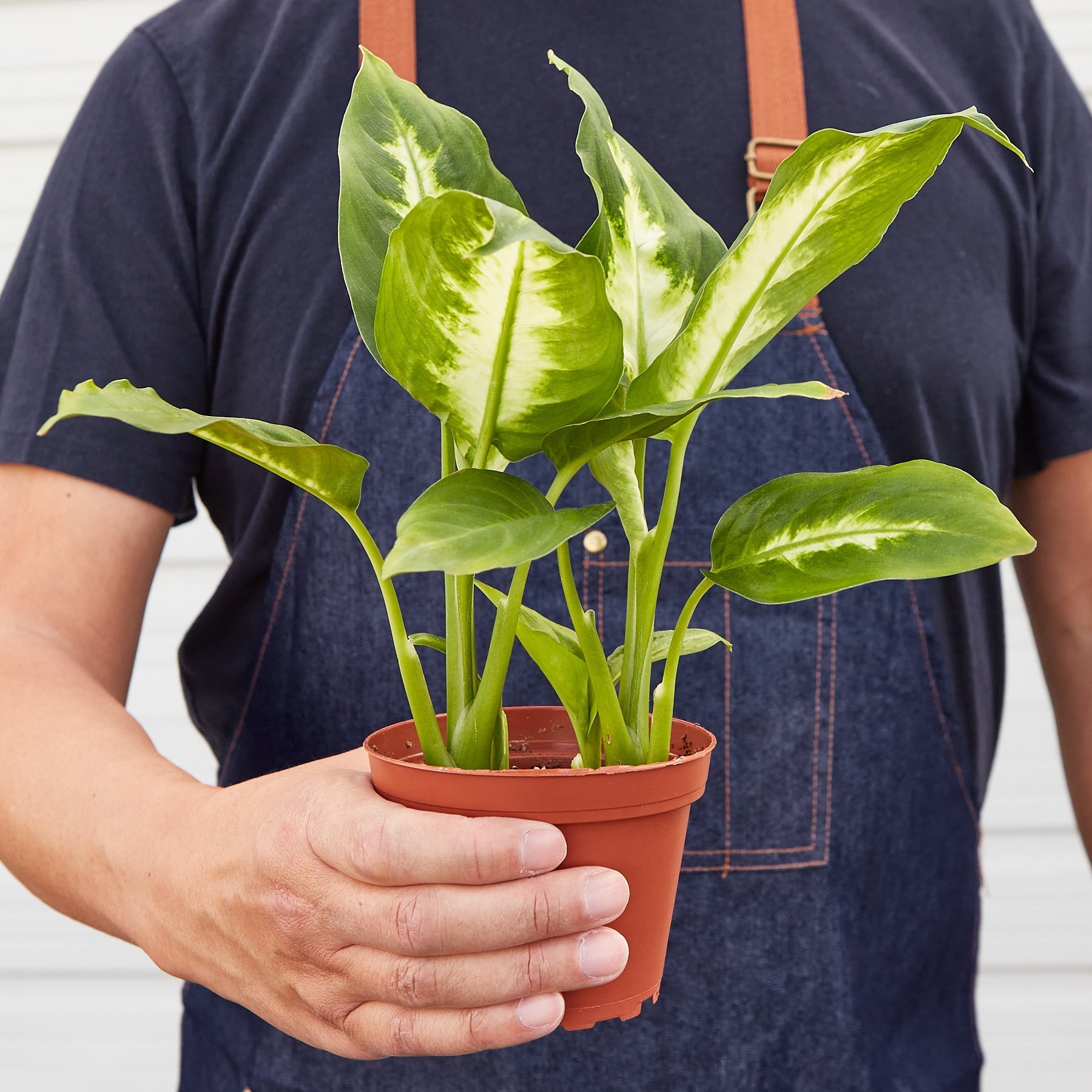 Camille Dieffenbachia — Bright Tropical Foliage live plant