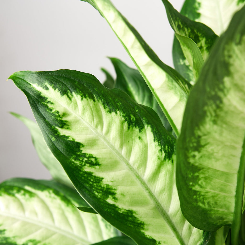 Camille Dieffenbachia — Bright Tropical Foliage live plant