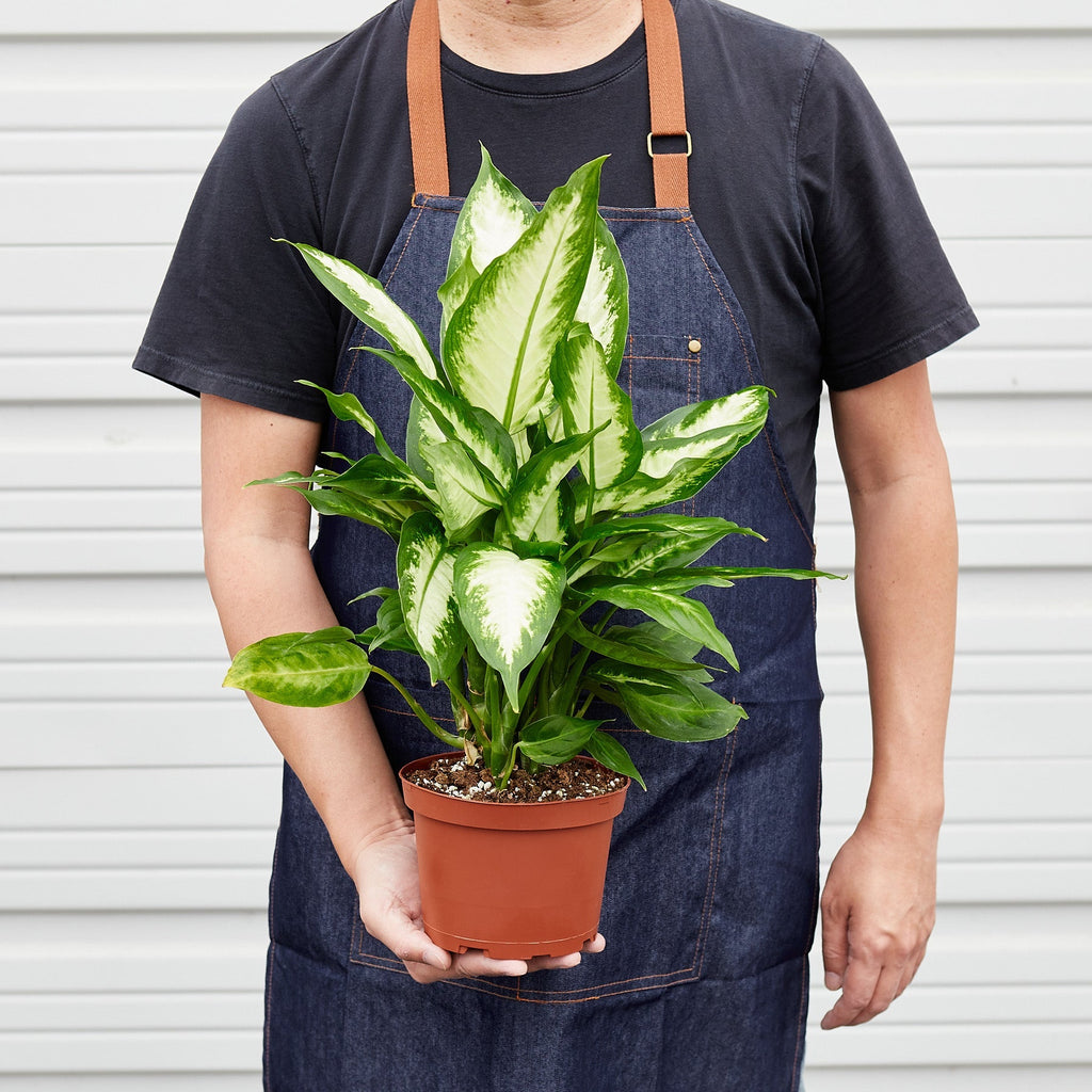 Camille Dieffenbachia — Bright Tropical Foliage live plant