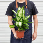 Camille Dieffenbachia — Bright Tropical Foliage live plant