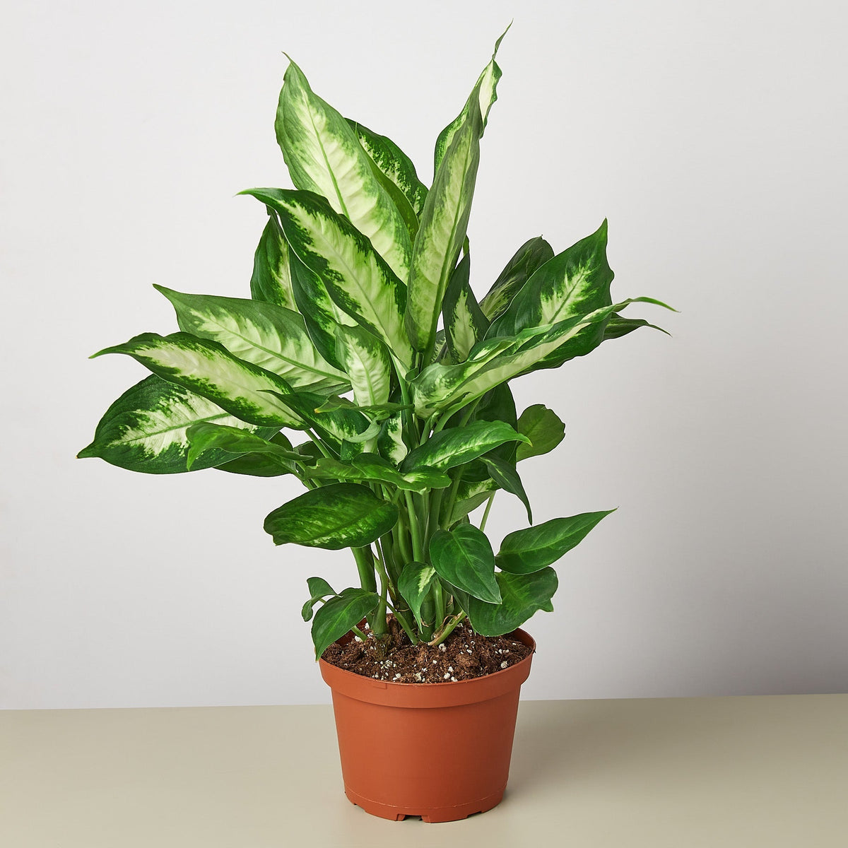 Camille Dieffenbachia — Bright Tropical Foliage live plant