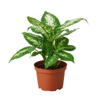 Dieffenbachia 'Tropic Snow'
