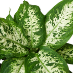 Dieffenbachia 'Tropic Snow'
