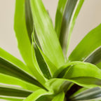 Lemon Lime Dracaena — Bright Easy-Care Plant live plant